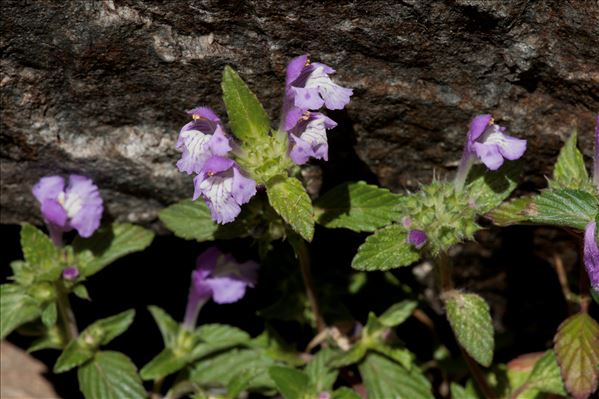 Galeopsis pyrenaica Bartl.