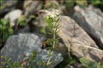 Galium anisophyllon Vill.