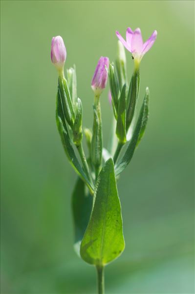 Centaurium pulchellum (Sw.) Druce