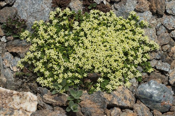 Galium megalospermum All.