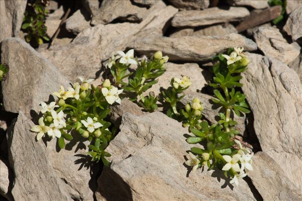 Galium tendae Rchb.f.