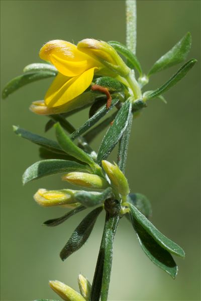 Genista cinerea (Vill.) DC. subsp. cinerea
