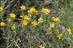 Genista hispanica subsp. occidentalis Rouy