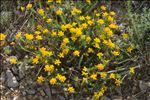 Genista hispanica subsp. occidentalis Rouy