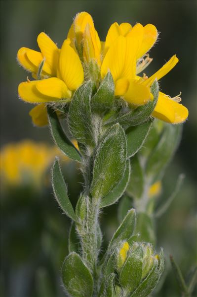 Genista hispanica subsp. occidentalis Rouy