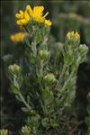 Genista hispanica subsp. occidentalis Rouy