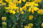 Genista hispanica subsp. occidentalis Rouy