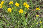 Genista hispanica subsp. occidentalis Rouy