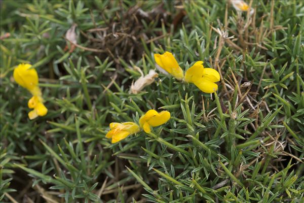 Genista horrida (Vahl) DC.