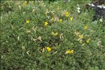 Genista horrida (Vahl) DC.