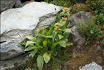 Gentiana punctata L.