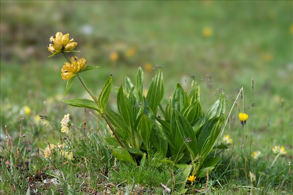 Gentiana punctata L.