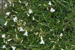 Cerastium arvense L. subsp. arvense