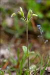 Cerastium brachypetalum subsp. luridum (Boiss.) Nyman