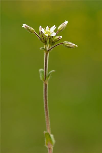 Cerastium brachypetalum Desp. ex Pers. subsp. brachypetalum