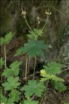 Geranium macrorrhizum L.