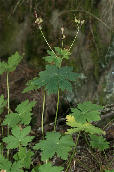 Geranium macrorrhizum L.