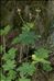 Geranium macrorrhizum L.