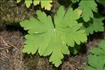 Geranium macrorrhizum L.