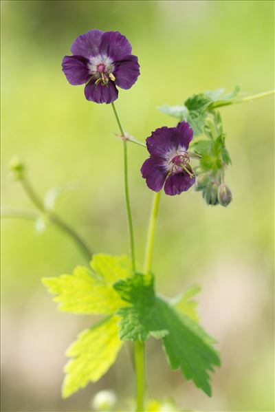 Geranium phaeum L.