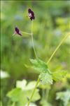 Geranium phaeum var. lividum (L'Hér.) DC.