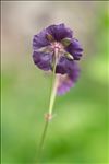 Geranium phaeum L.