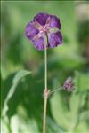 Geranium phaeum L.