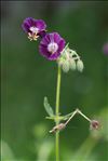 Geranium phaeum L.