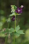 Geranium phaeum L.