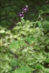 Geranium phaeum L.