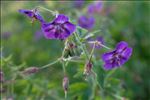 Geranium phaeum L.