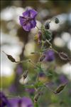 Geranium phaeum var. lividum (L'Hér.) DC.