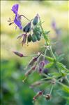 Geranium phaeum L.