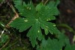 Geranium phaeum L.