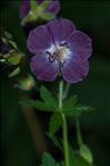 Geranium phaeum L.