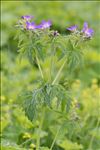 Geranium sylvaticum L.