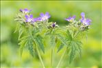 Geranium sylvaticum L.