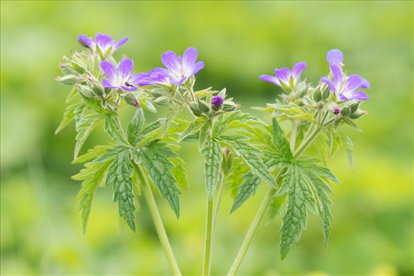 Geranium sylvaticum L.