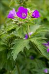 Geranium sylvaticum L.