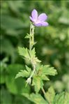 Geranium sylvaticum L.