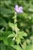 Geranium sylvaticum L.