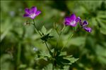 Geranium sylvaticum L.