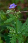 Geranium sylvaticum L.