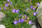 Geranium sylvaticum L.