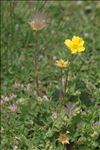 Geum montanum L.