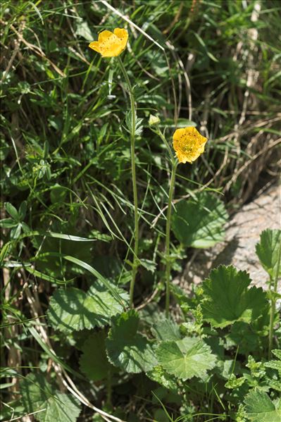 Geum pyrenaicum Mill.