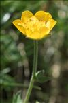 Geum pyrenaicum Mill.