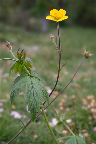 Geum sylvaticum Pourr.