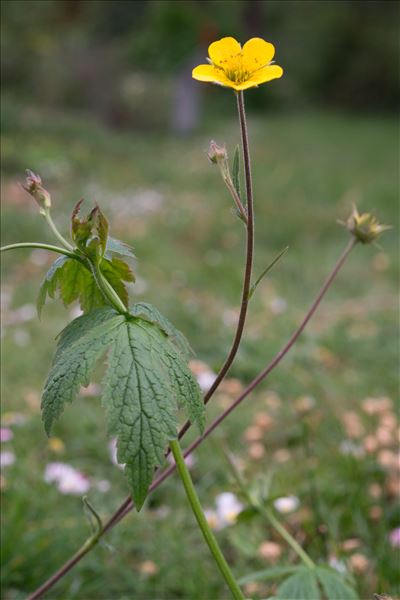 Geum sylvaticum Pourr.