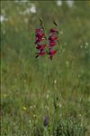 Gladiolus dubius Guss.